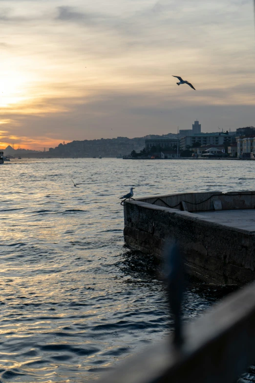 bird flying in air over calm water near city