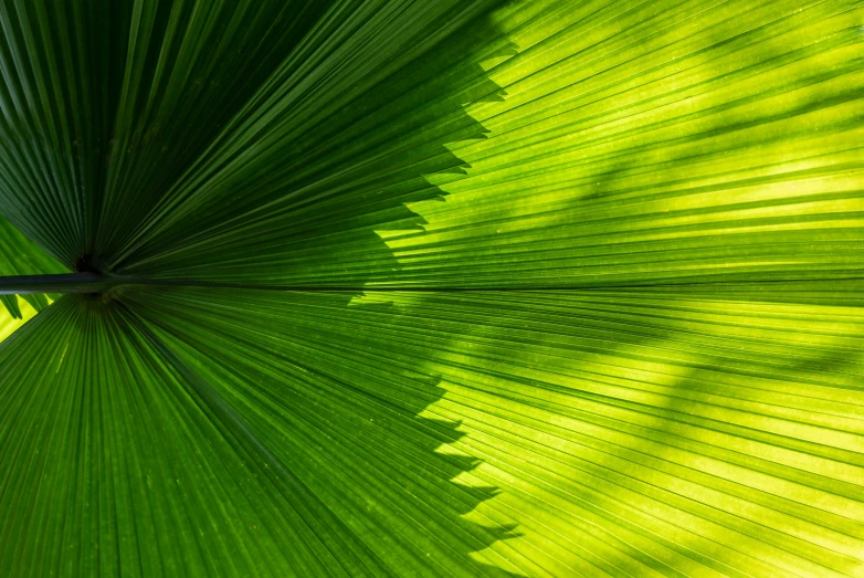 a green leaf is seen in this close up pograph