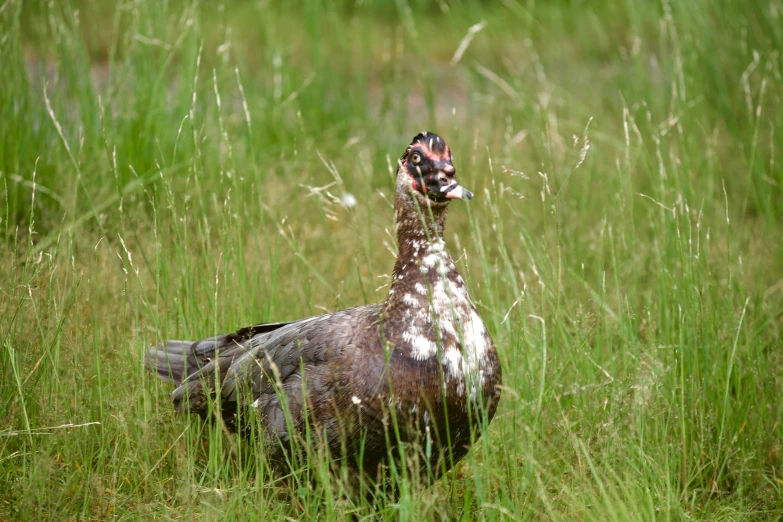 a wild turkey standing on top of a lush green field