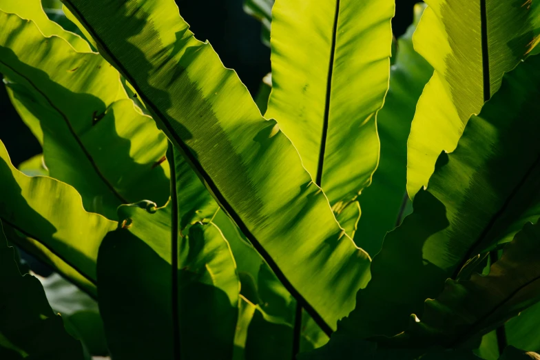 green leaves on a tree outside on a sunny day