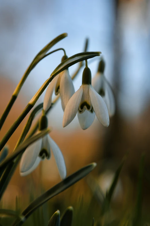 a group of white flowers with a green stalk