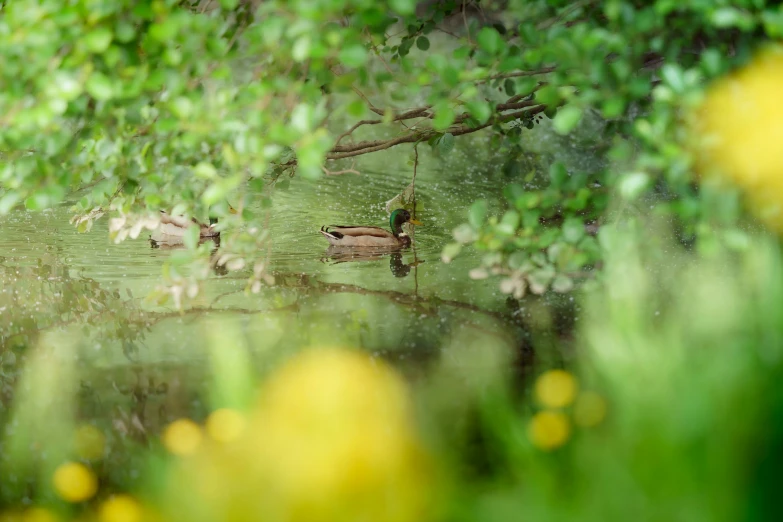 ducks are gathered in the grass under a tree