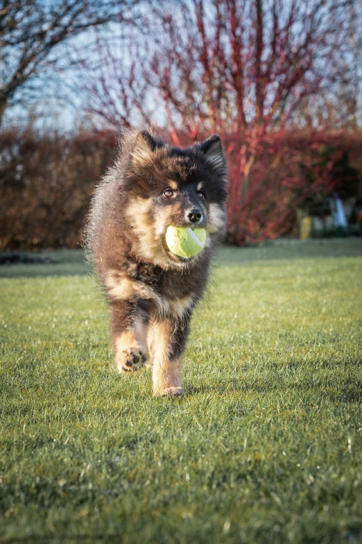 a dog runs on the grass while holding a tennis ball