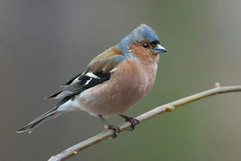 small bird with blue on its head perched on a nch