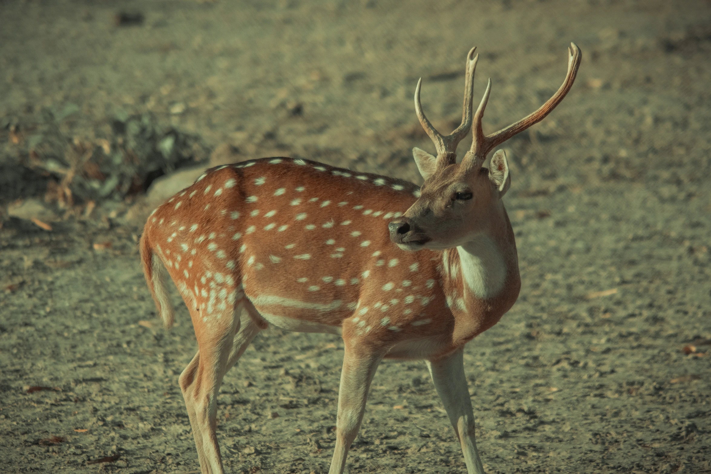 a young deer standing on top of a dry grass field