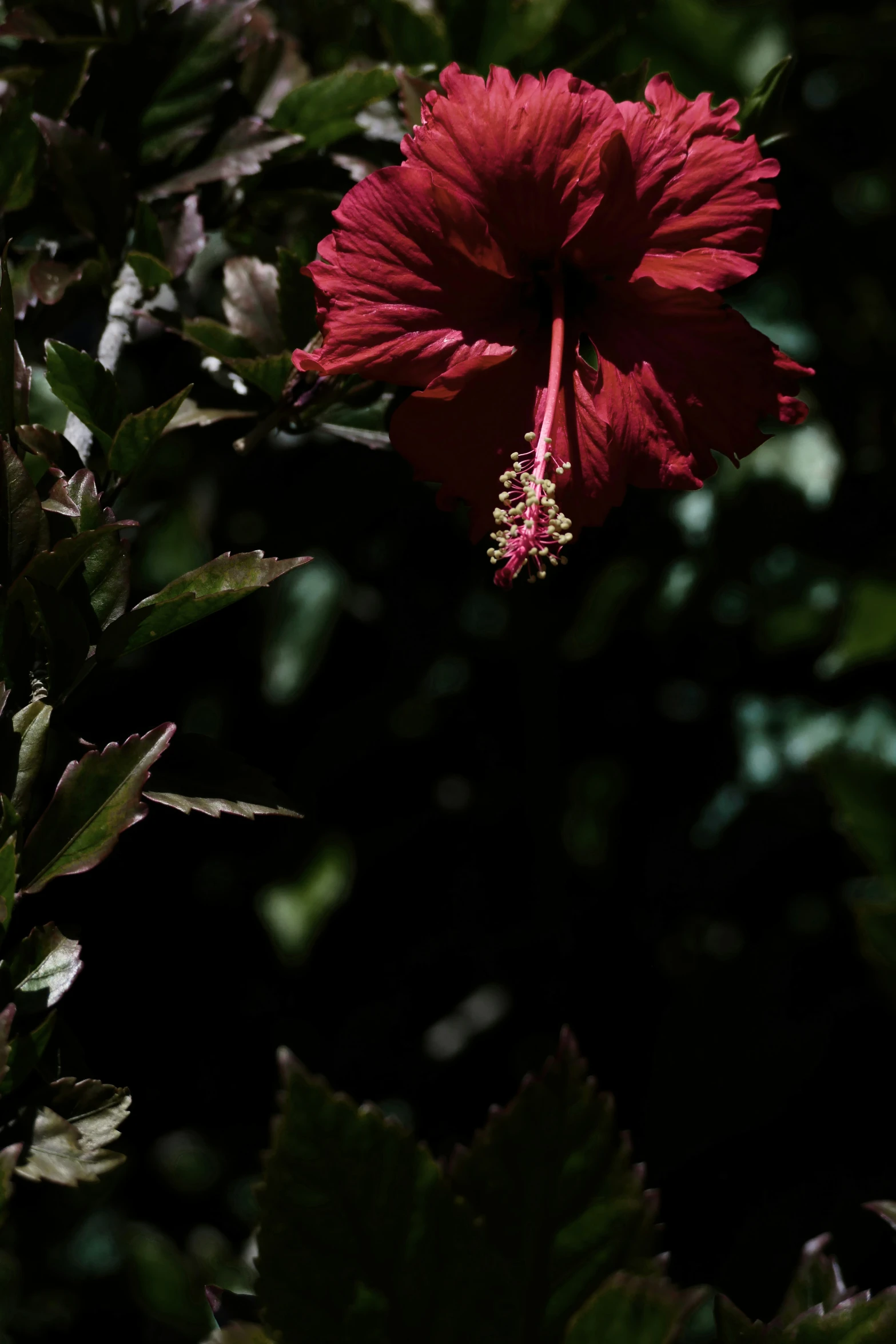 a red flower is in a dark area