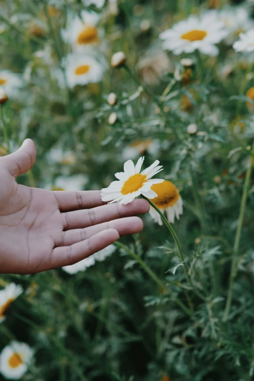 someone's hand holding out a flower in front of daisies