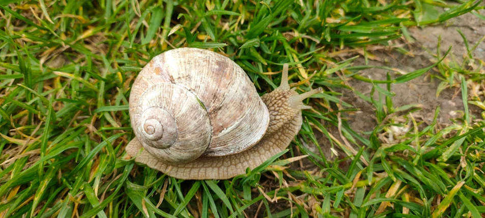 a snail is crawling in the grass looking at soing