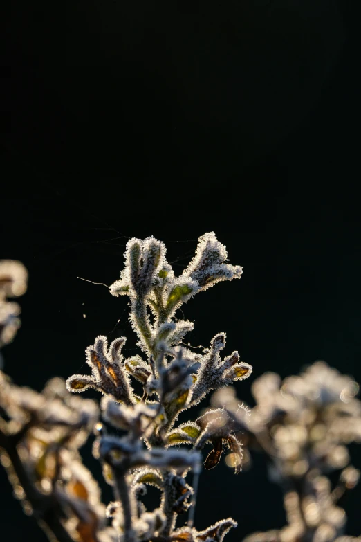 the small white flowers have very small flowers in it