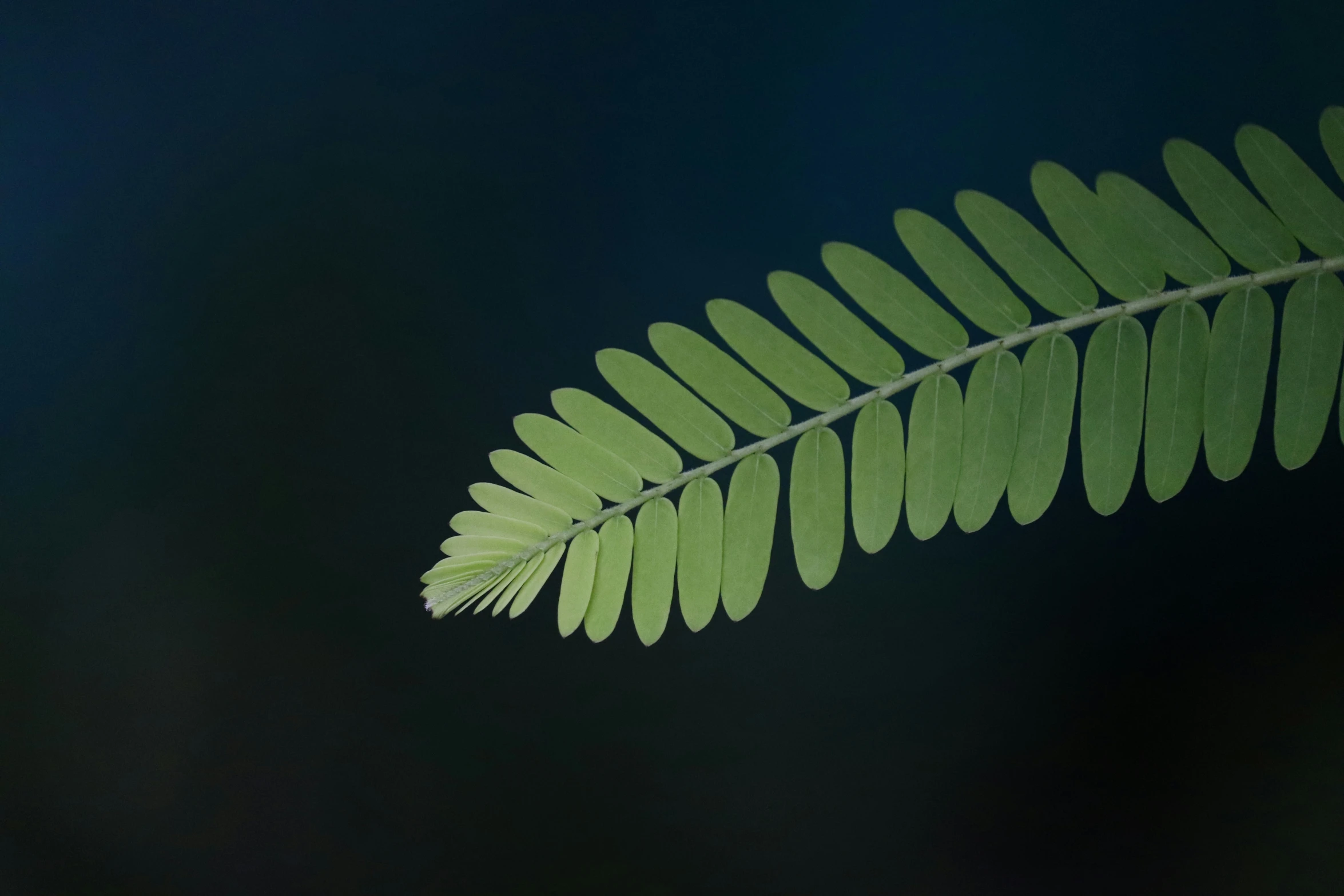 the long green leaf on top of the large plant is a symbol