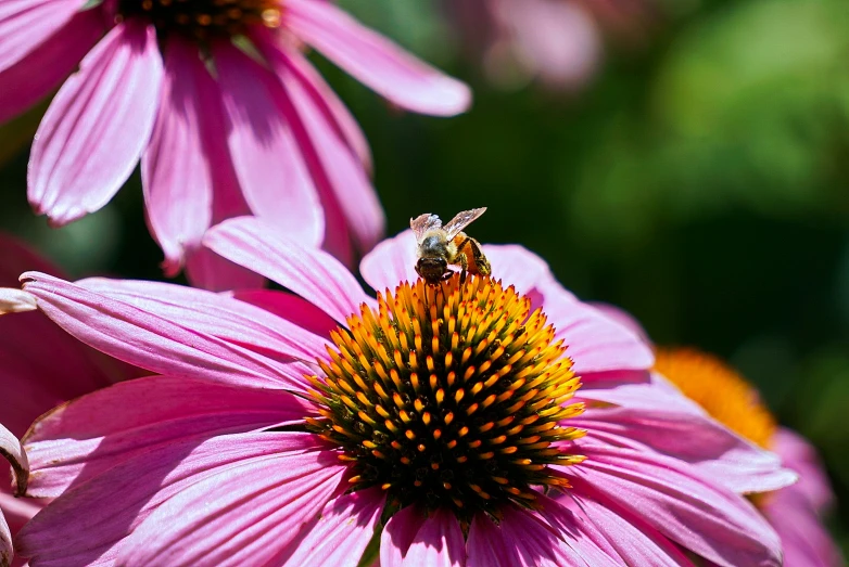 a bee on some purple flowers with pink petals