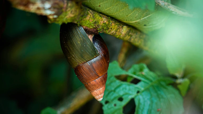 a brown insect that is climbing on a green leaf