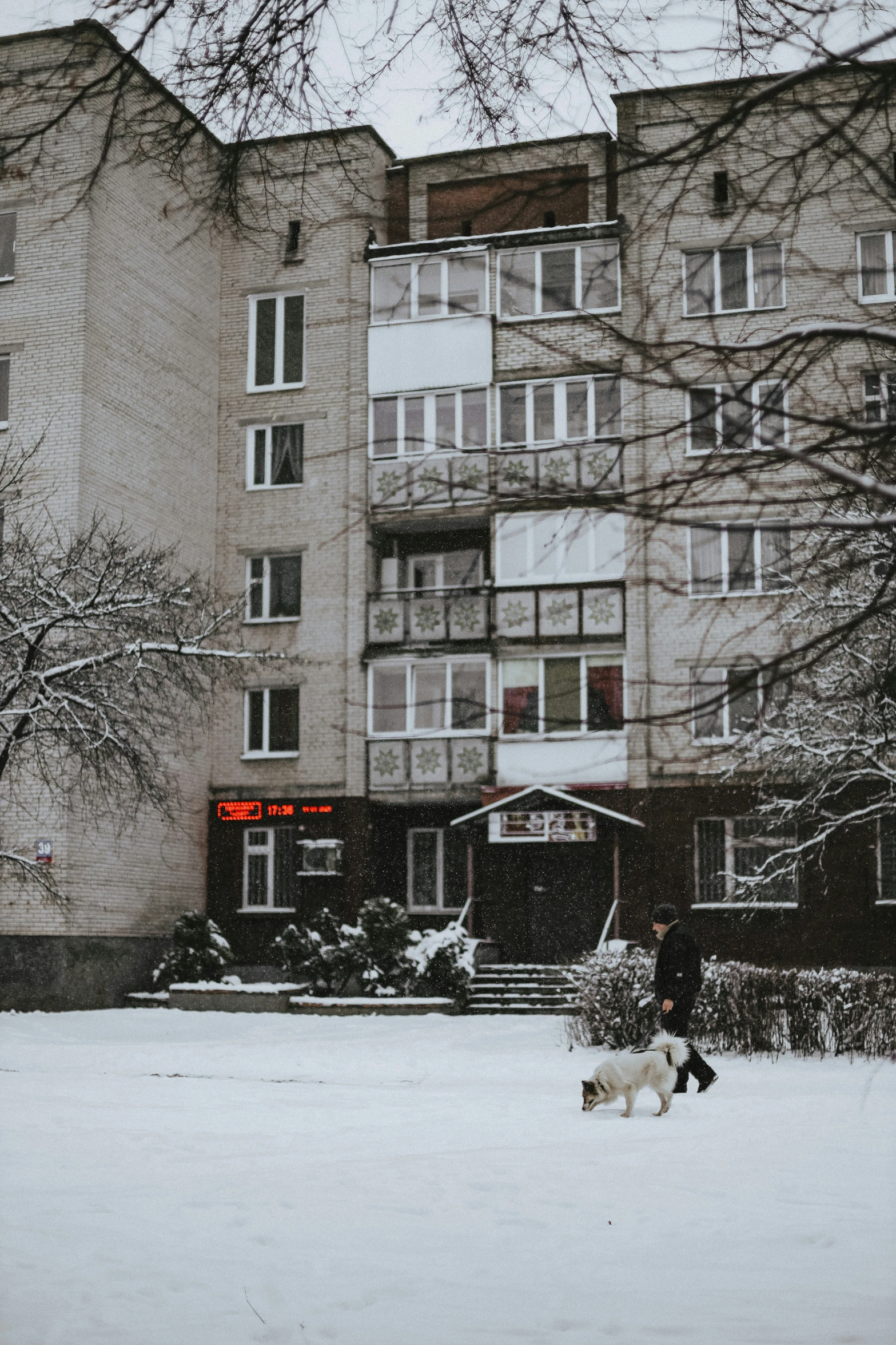 a woman walks her dog in the snow