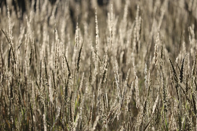 this is a grass with thin, thin leaves