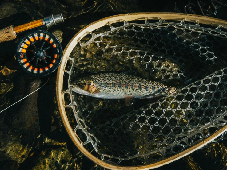 a fish being caught from a stream