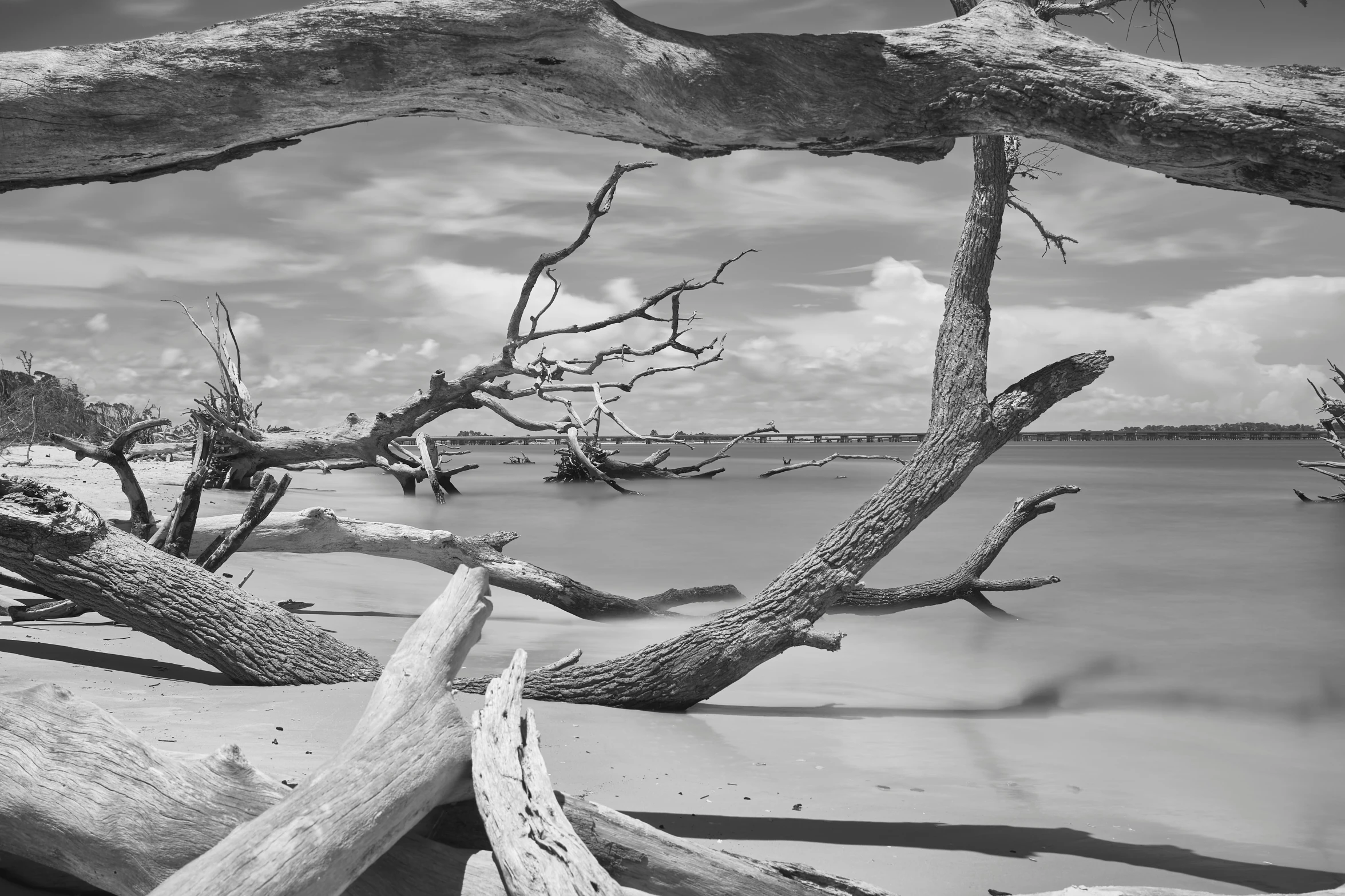 dead trees on a beach during winter with cloudy sky