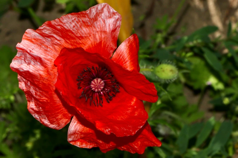 the large red flower is blooming in a garden