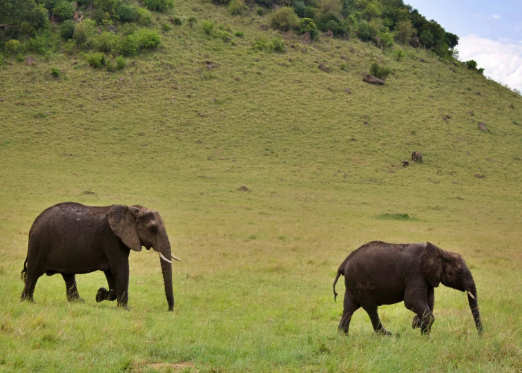 two elephants walking across a field with a hill in the background