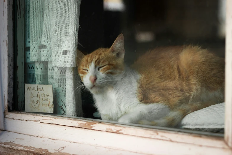 a brown and white cat sitting in a window sill