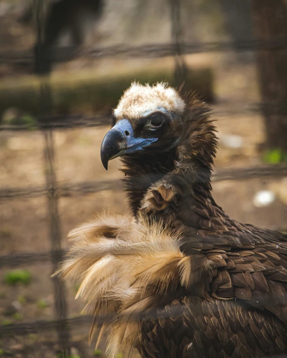 a brown and white bird with it's head tilted