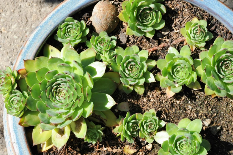 a potted plant that is outside in the sun