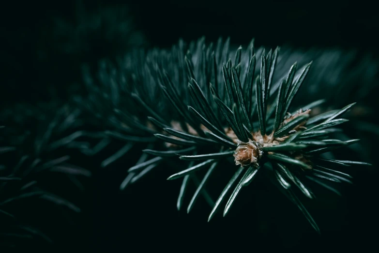 pine needles growing in a dark forest