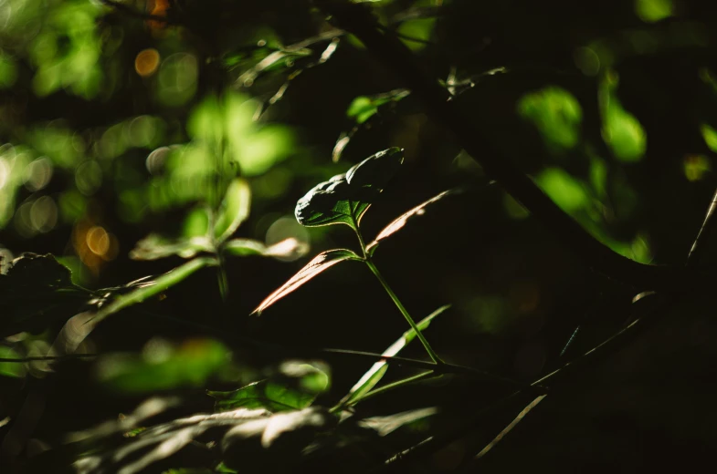 some green leaves that are next to each other