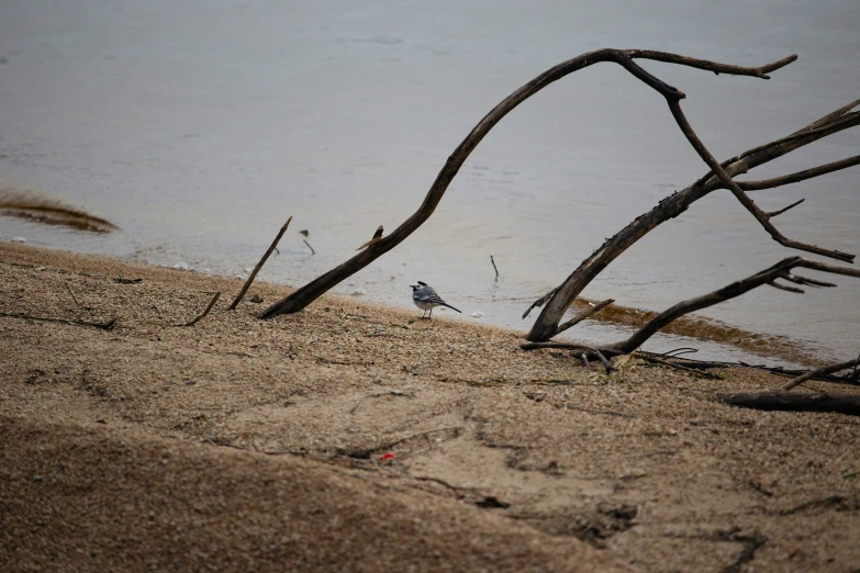 an image of a bird on the beach with the water behind it