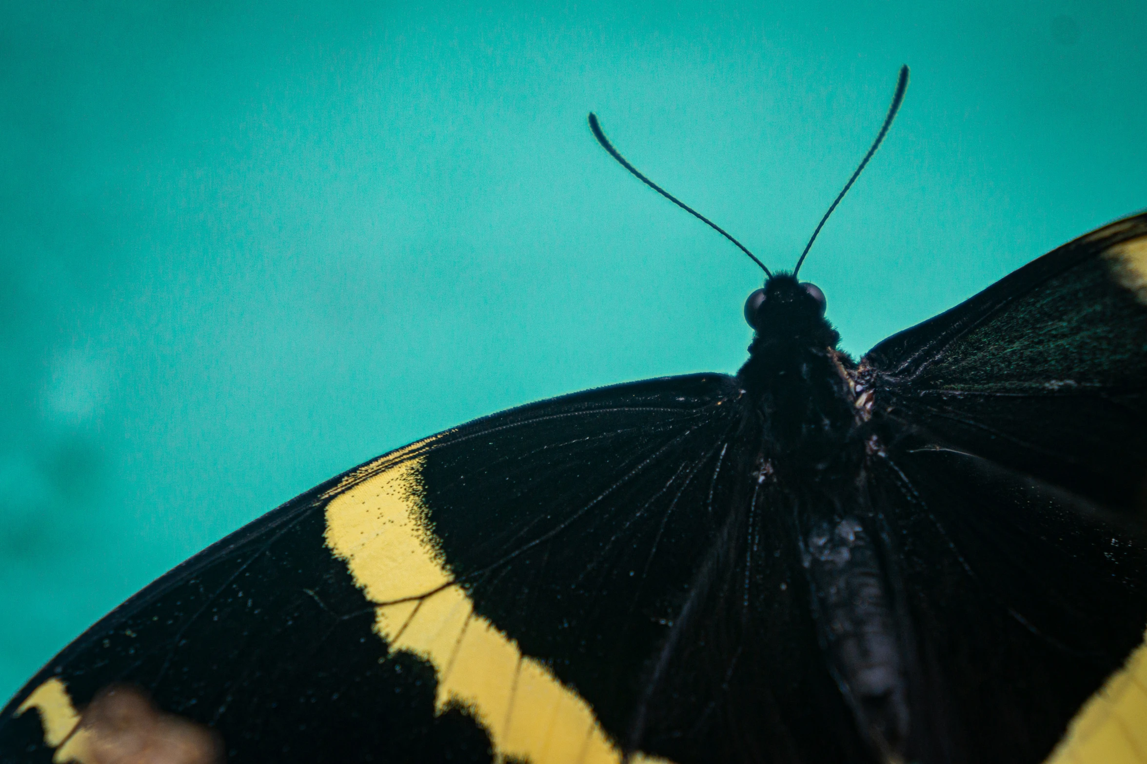 a yellow and black erfly sits on the ground