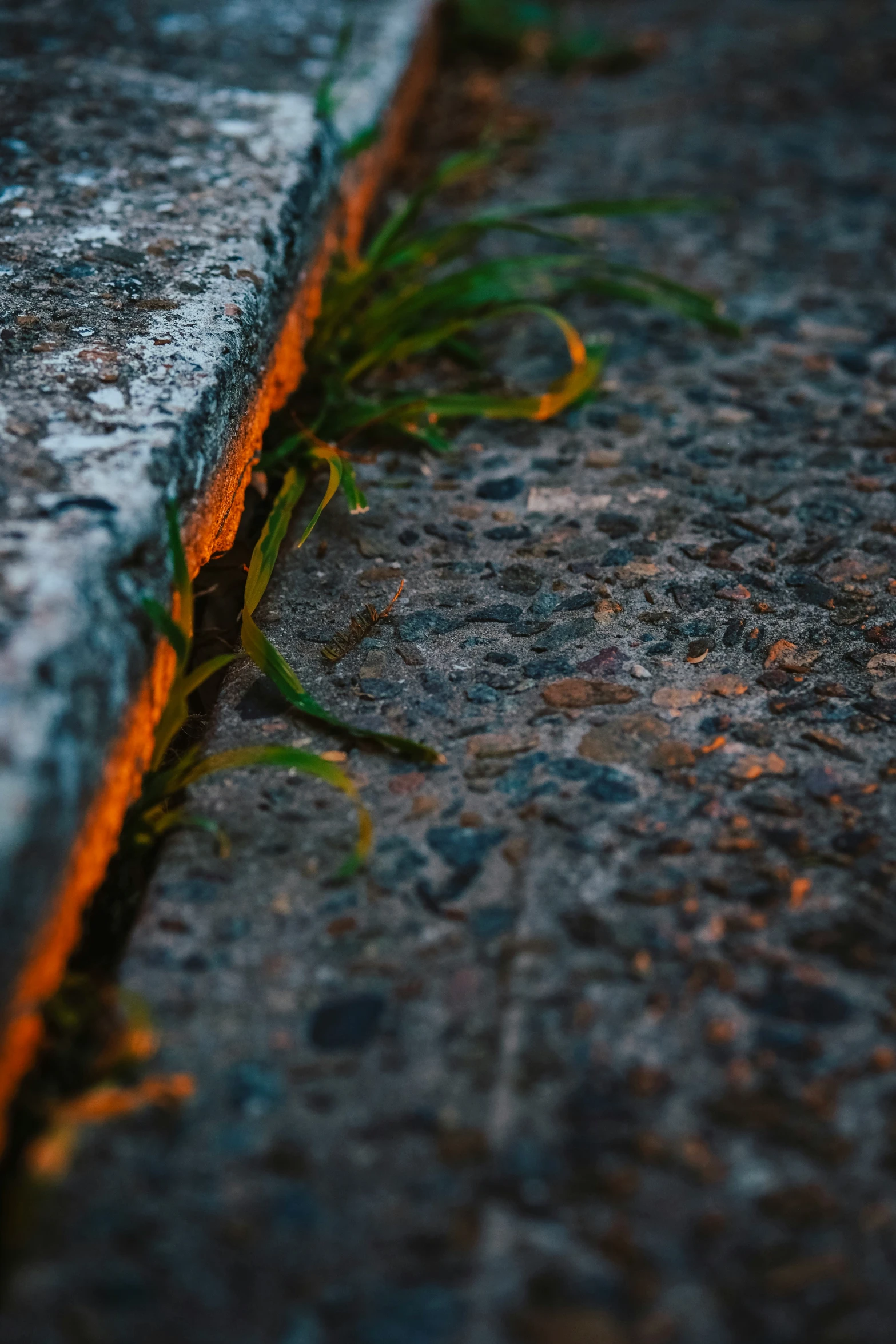 the small weeds are growing up against the sidewalk