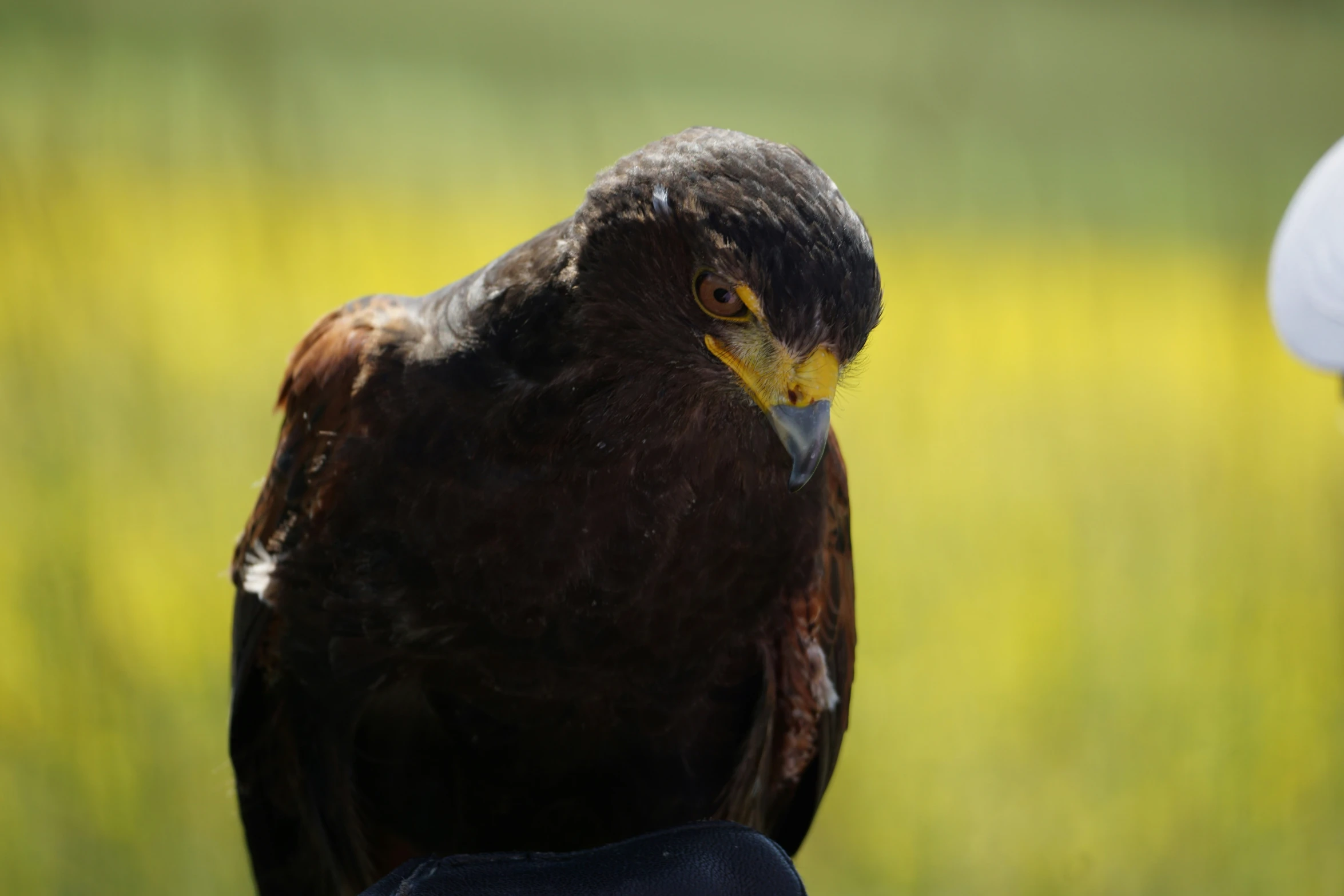 a large brown bird with yellow eyes looking back