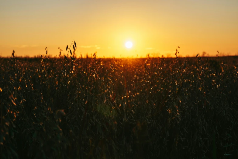 a sunset is in the distance with grass