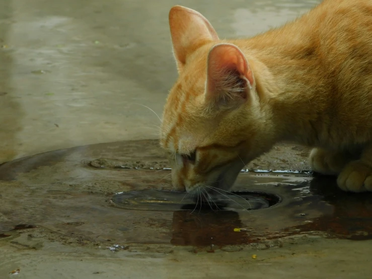 a cat drinking from a dle of water