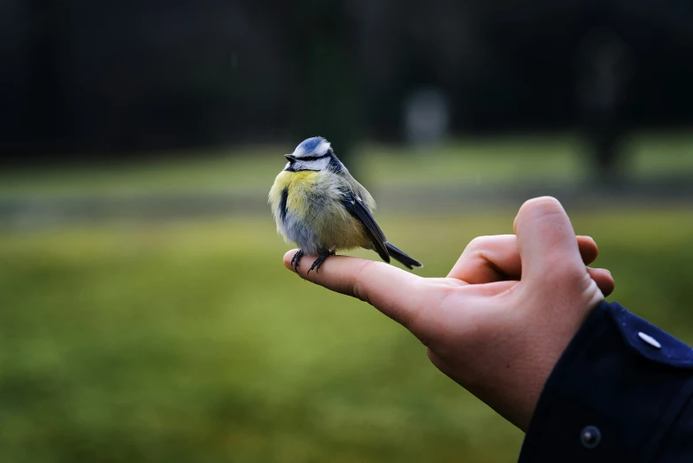 someone is holding a tiny bird that is perched on their finger