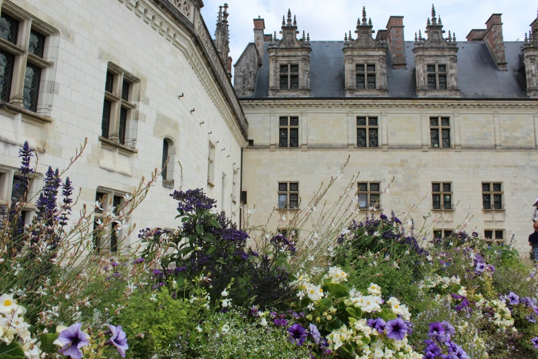 purple and white flowers in a garden next to a stone building