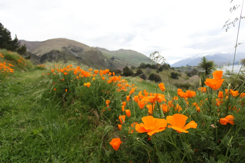 an outdoor field with flowers and mountains