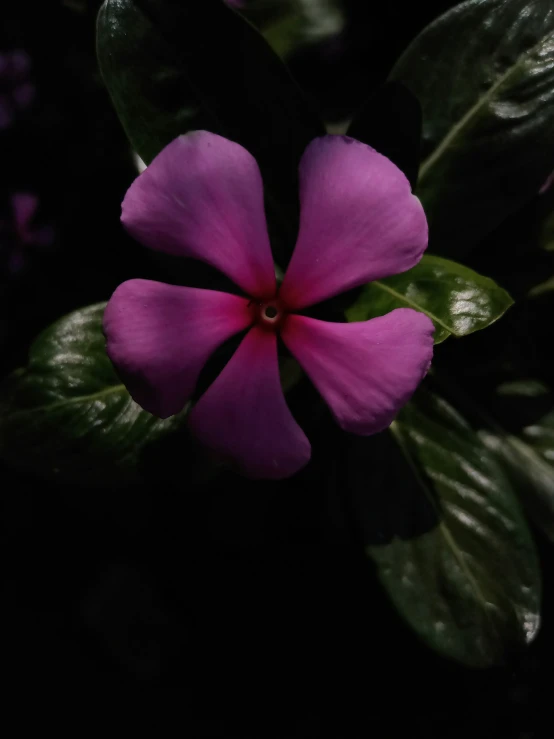 a purple flower that is growing in the dark