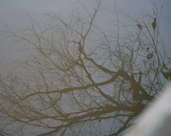 a leafless tree is shown through the fog