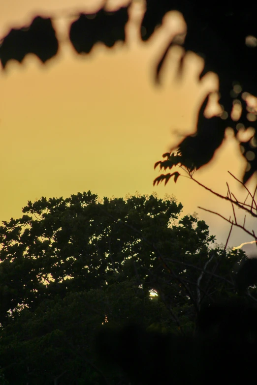 a bird flying in the sky and trees