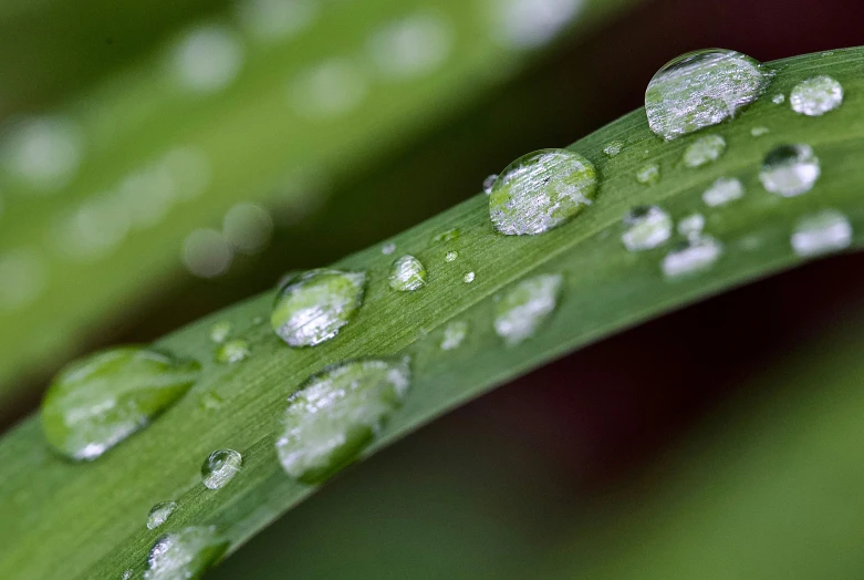 the water droplets are covered in dew