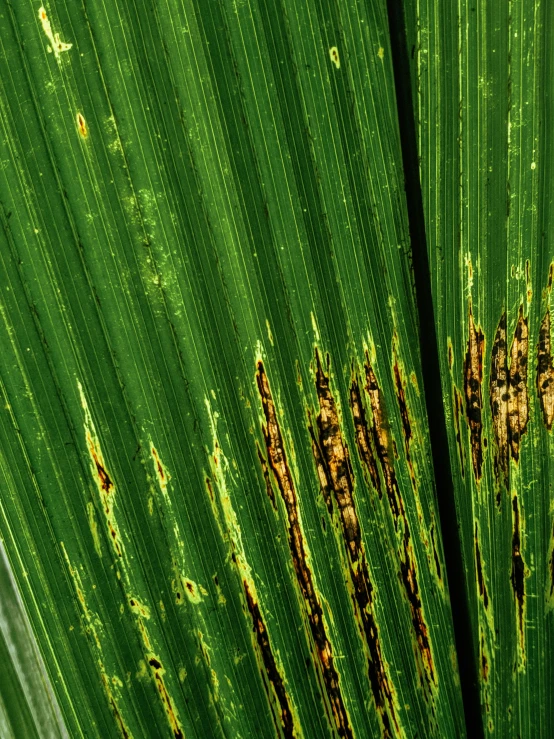 the back end of a green leaf with rusting on it