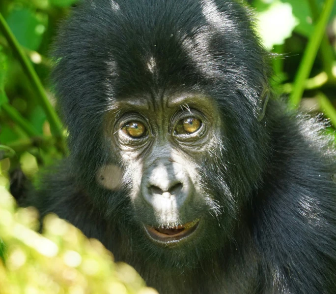 an adorable black monkey staring into the camera