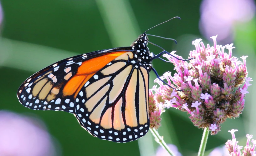 a very large erfly flying over some flowers