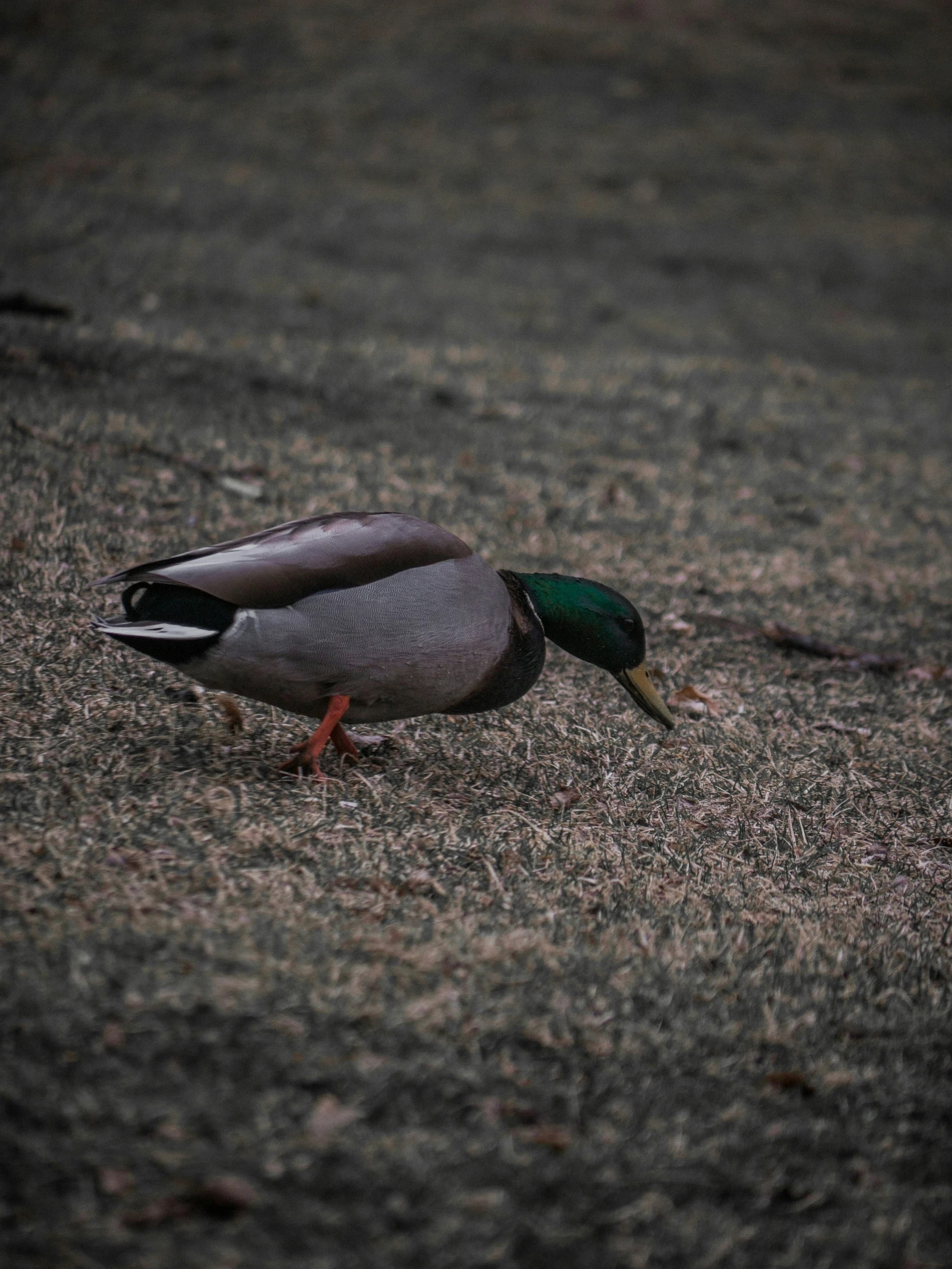 this is a mallard walking across the pavement