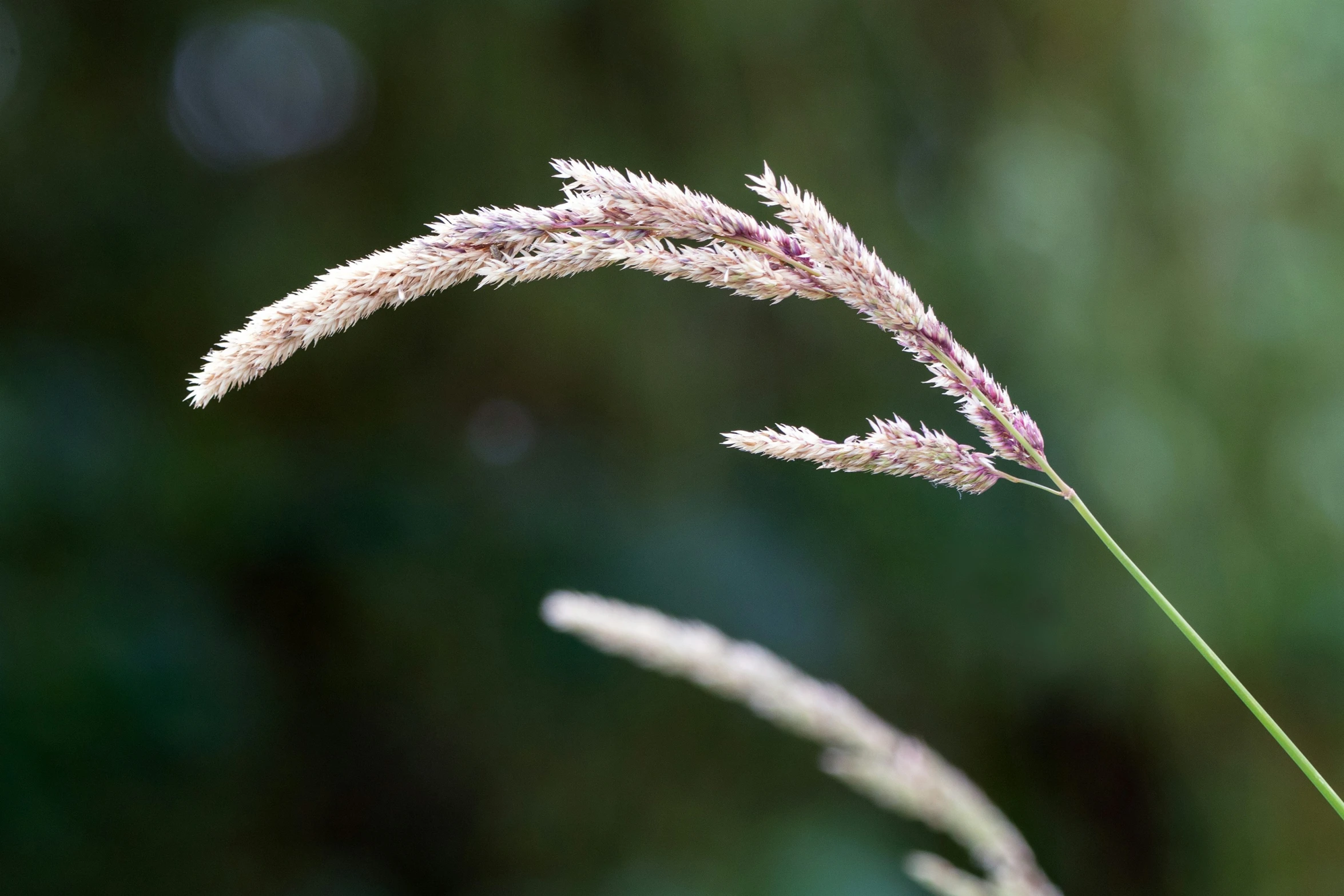 long grass in front of blurry background