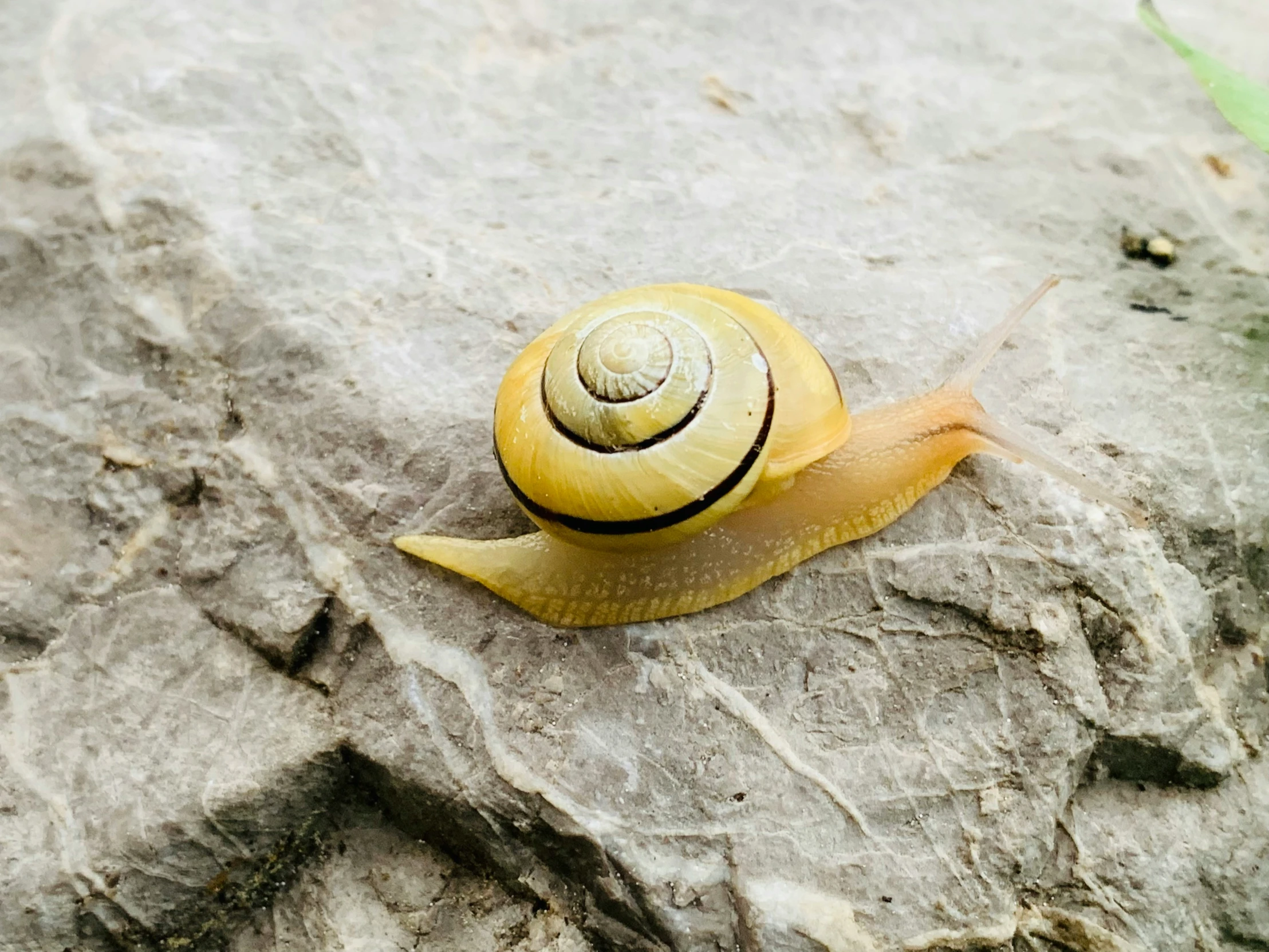 a snail that is sitting on some concrete