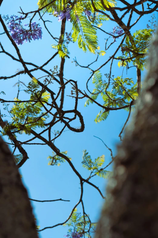 the nches of a tree with purple flowers and blue sky