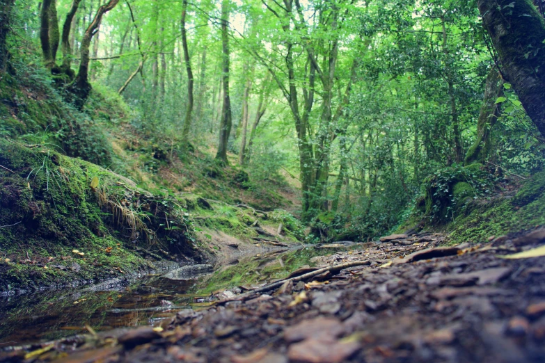 a river running through a lush green forest