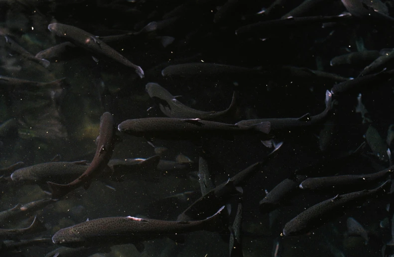 many small fish swimming together in the dark water