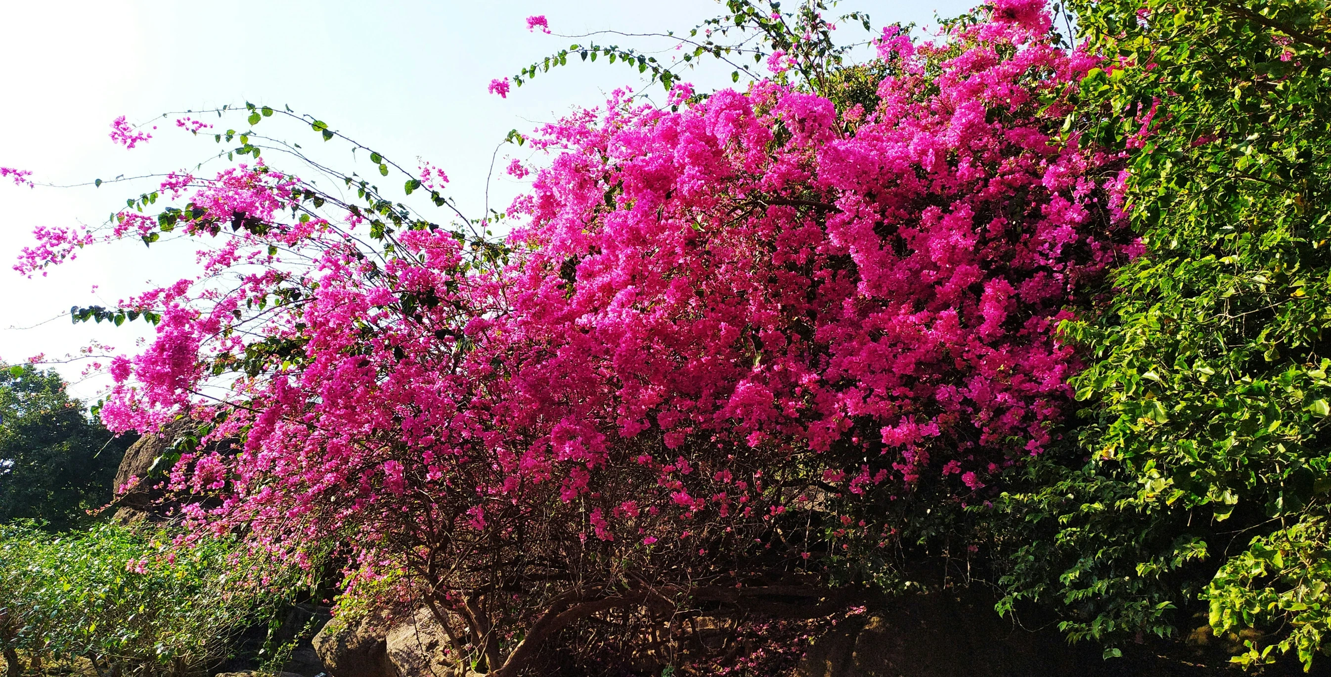 a view of a tree and street with flowers in bloom